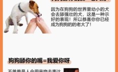 舔狗是什么意思是什么 狗一直舔你代表什么